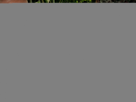 Fenster schlie�en